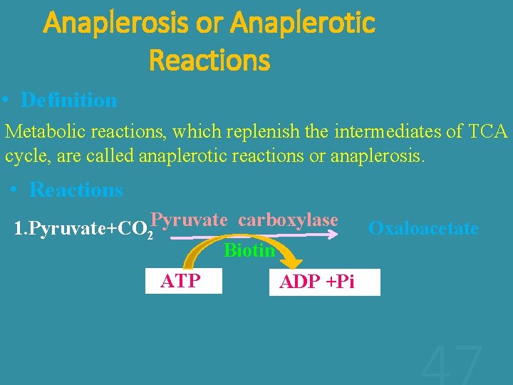 Anaplerosis or Anaplerotic Reactions • Definition Metabolic reactions, which replenish the intermediates of TCA