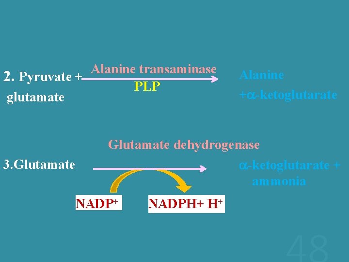 Alanine transaminase 2. Pyruvate + PLP glutamate 3. Glutamate Alanine + -ketoglutarate Glutamate dehydrogenase