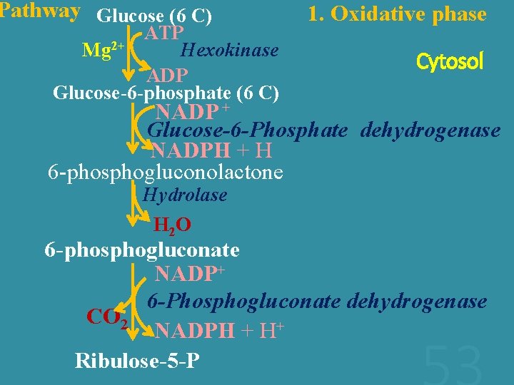 Pathway Glucose (6 C) ATP Mg 2+ Hexokinase ADP Glucose-6 -phosphate (6 C) 1.