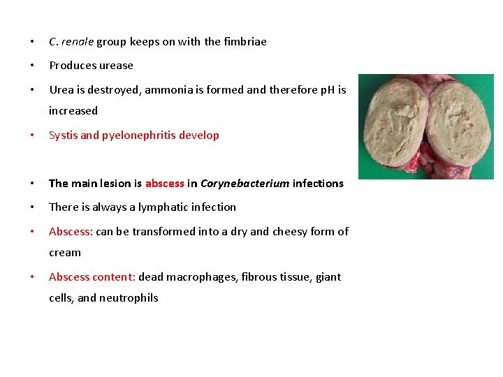  • C. renale group keeps on with the fimbriae • Produces urease •