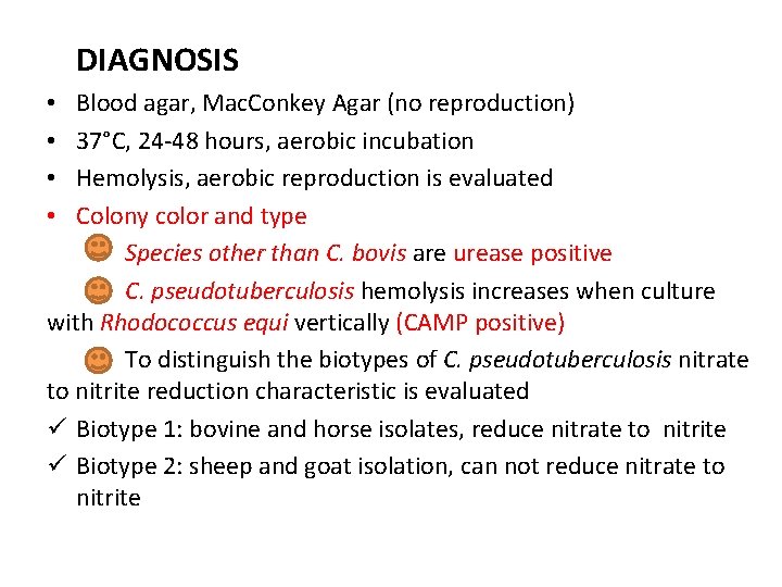 DIAGNOSIS Blood agar, Mac. Conkey Agar (no reproduction) 37°C, 24 -48 hours, aerobic incubation