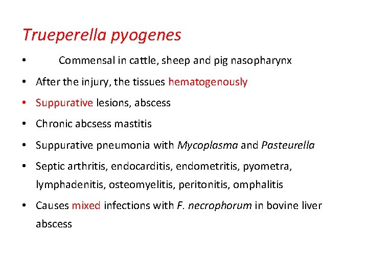 Trueperella pyogenes • Commensal in cattle, sheep and pig nasopharynx • After the injury,