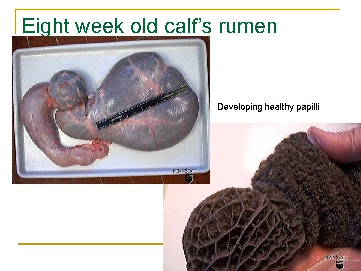 Eight week old calf’s rumen Developing healthy papilli 