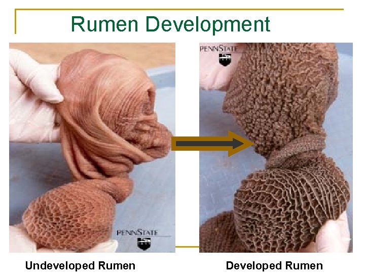 Rumen Development Undeveloped Rumen Developed Rumen 