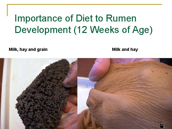 Importance of Diet to Rumen Development (12 Weeks of Age) Milk, hay and grain Importance of Diet to Rumen Development (12 Weeks of Age) Milk, hay and grain