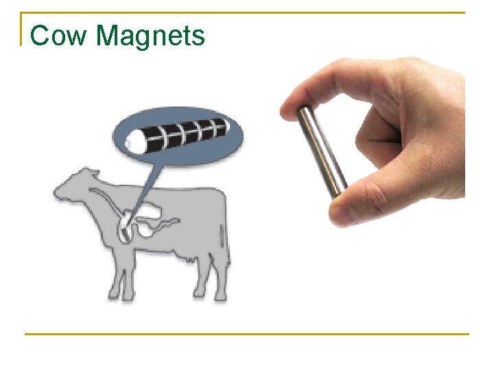 Cow Magnets  Cow Magnets