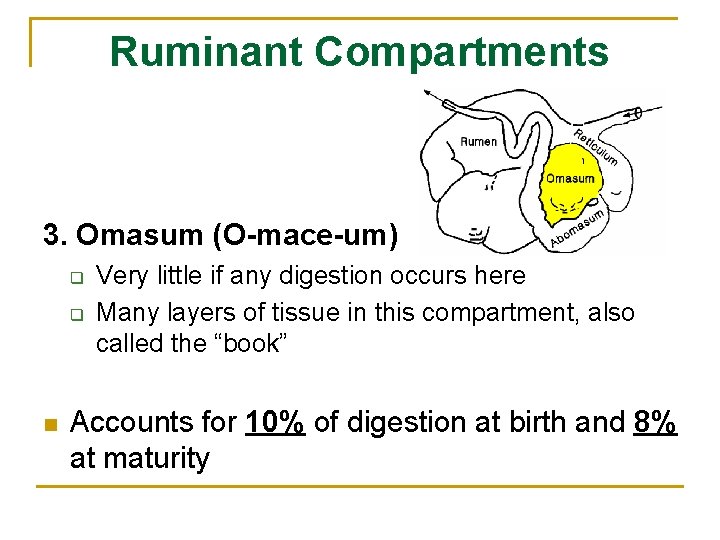 Ruminant Compartments 3. Omasum (O-mace-um) q q n Very little if any digestion occurs Ruminant Compartments 3. Omasum (O-mace-um) q q n Very little if any digestion occurs