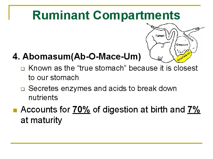 Ruminant Compartments 4. Abomasum(Ab-O-Mace-Um) q q n Known as the “true stomach” because it Ruminant Compartments 4. Abomasum(Ab-O-Mace-Um) q q n Known as the “true stomach” because it