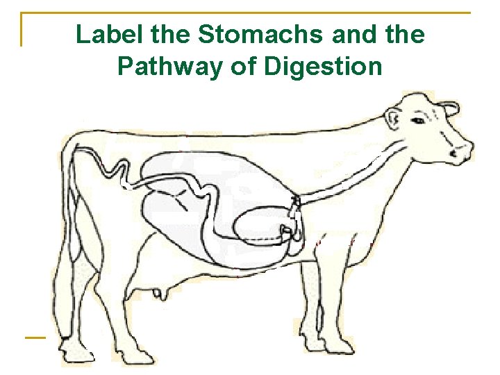 Label the Stomachs and the Pathway of Digestion 