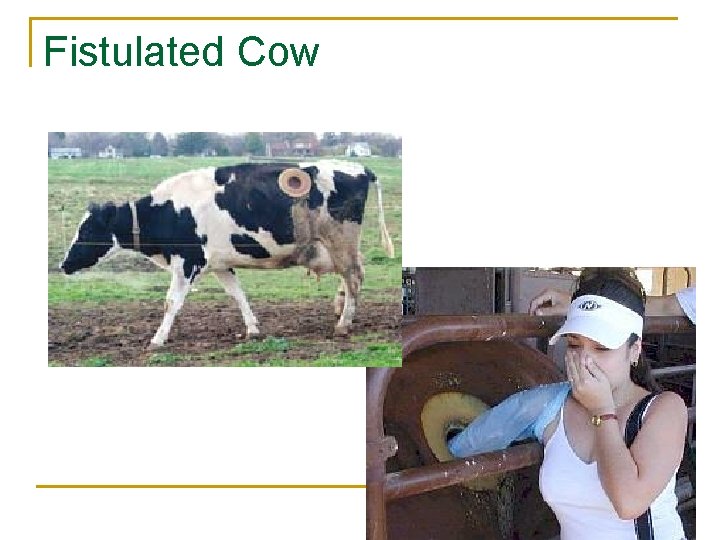 Fistulated Cow  Fistulated Cow