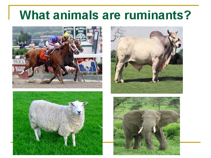 What animals are ruminants? 