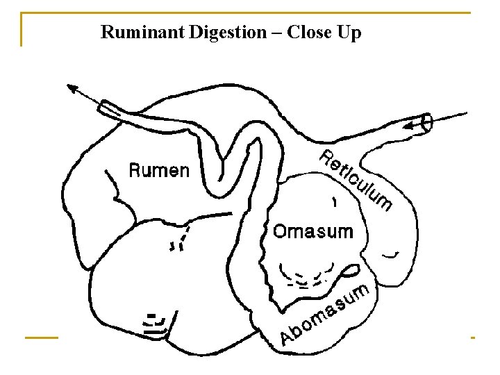 Ruminant Digestion – Close Up 