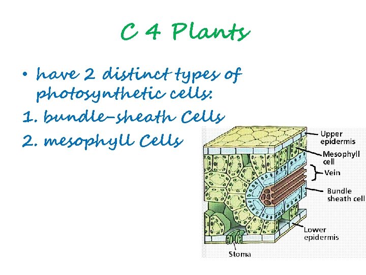 C 4 Plants • have 2 distinct types of photosynthetic cells: 1. bundle-sheath Cells