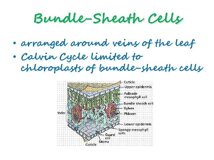 Bundle-Sheath Cells • arranged around veins of the leaf • Calvin Cycle limited to