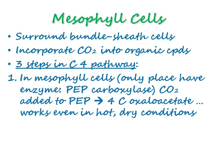 Mesophyll Cells • Surround bundle-sheath cells • Incorporate CO 2 into organic cpds •