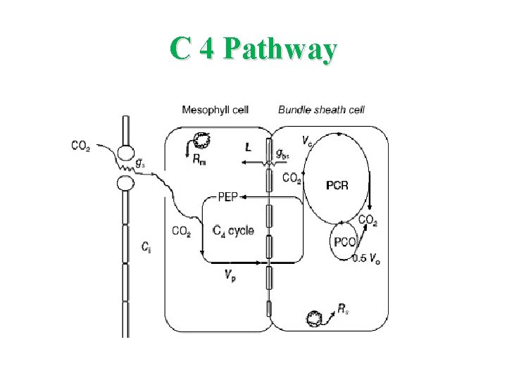 C 4 Pathway 