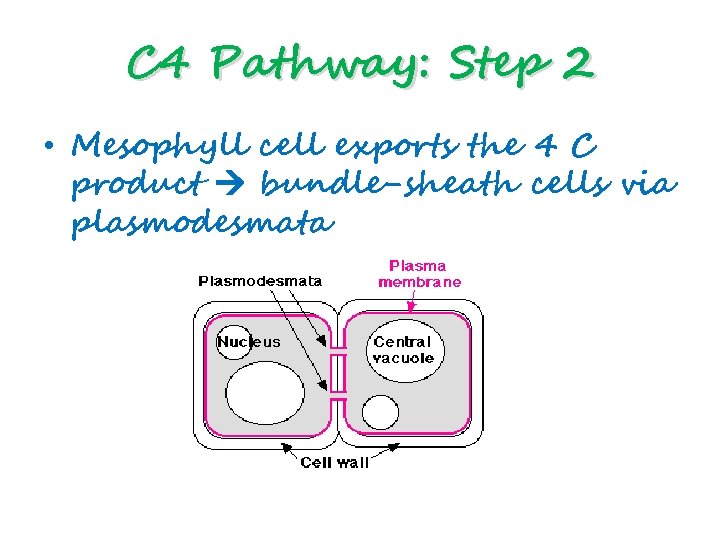 C 4 Pathway: Step 2 • Mesophyll cell exports the 4 C product bundle-sheath
