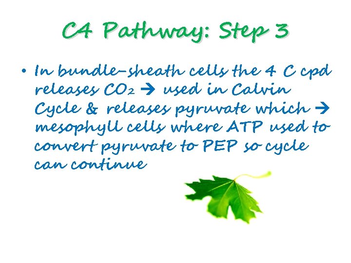 C 4 Pathway: Step 3 • In bundle-sheath cells the 4 C cpd releases