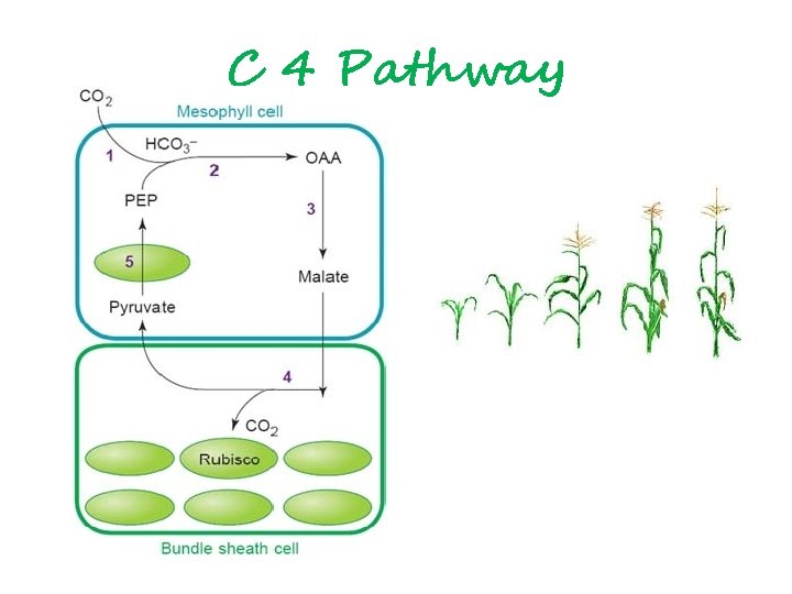 C 4 Pathway 
