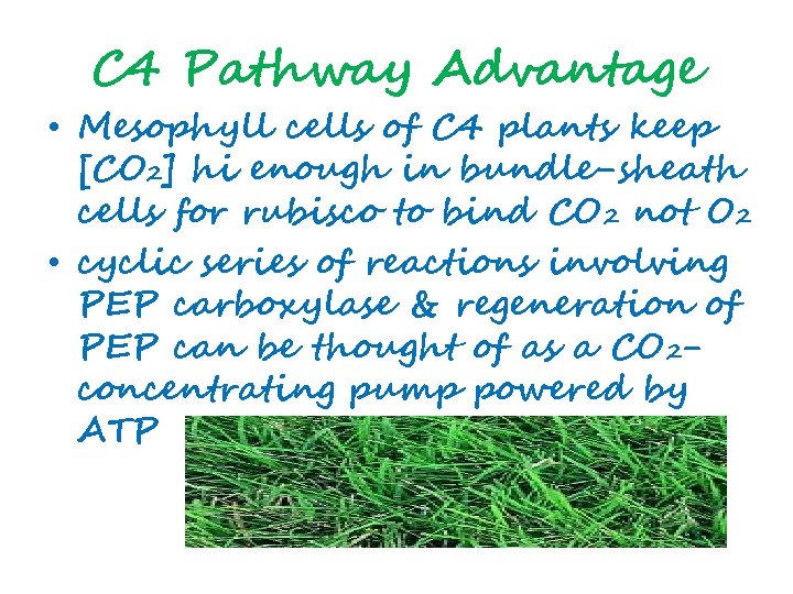 C 4 Pathway Advantage • Mesophyll cells of C 4 plants keep [CO 2]