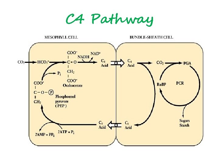 C 4 Pathway 