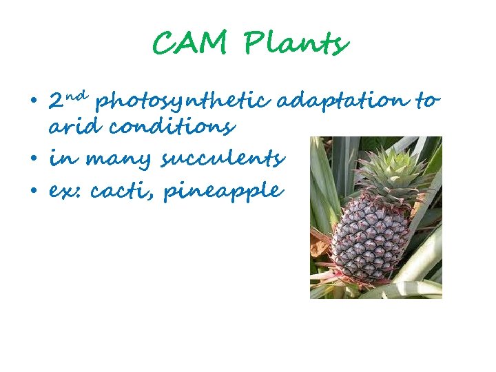 CAM Plants • 2 nd photosynthetic adaptation to arid conditions • in many succulents