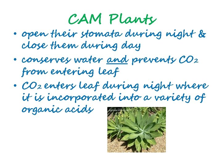 CAM Plants • open their stomata during night & close them during day •