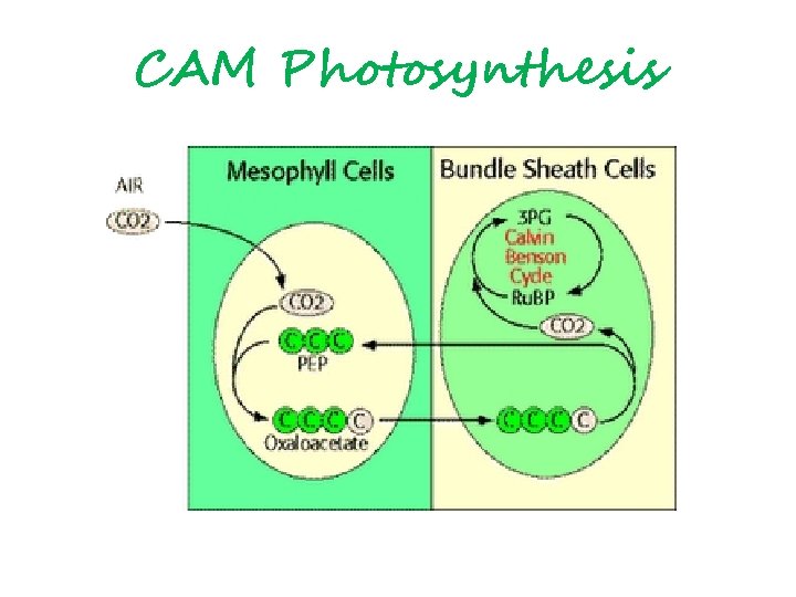 CAM Photosynthesis 