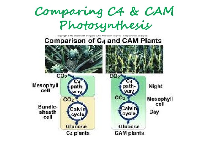 Comparing C 4 & CAM Photosynthesis 