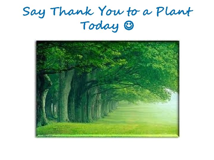 Say Thank You to a Plant Today 
