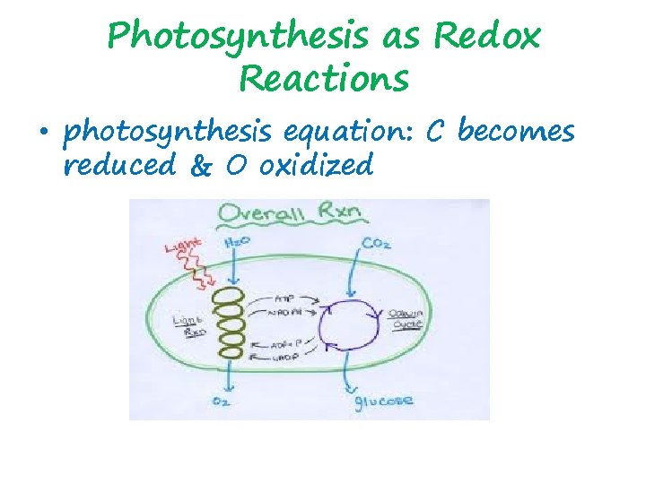 Photosynthesis as Redox Reactions • photosynthesis equation: C becomes reduced & O oxidized 