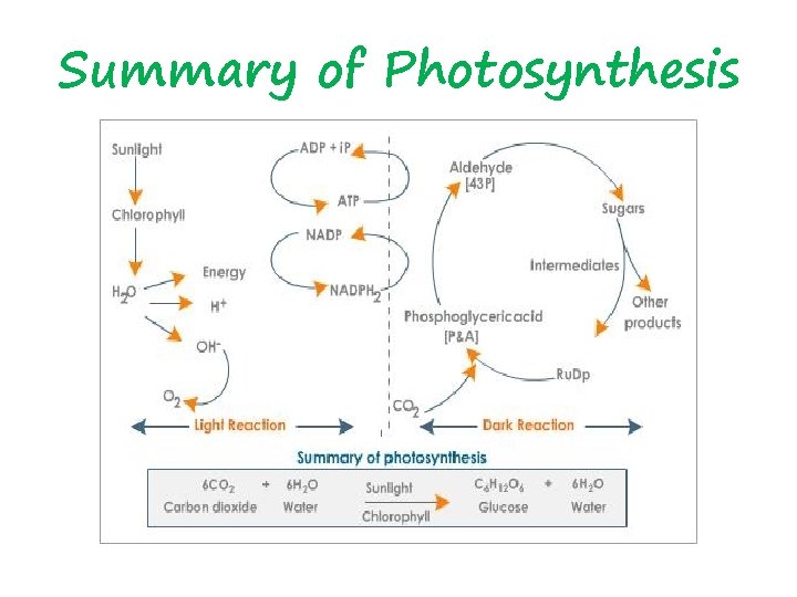 Summary of Photosynthesis 