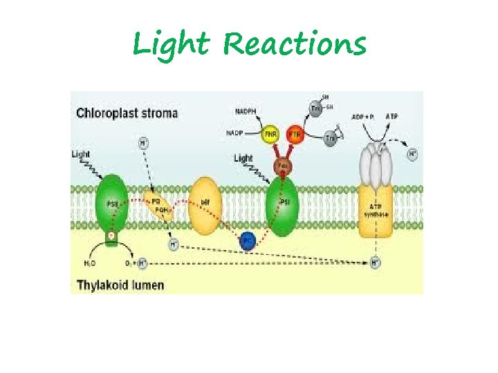 Light Reactions 
