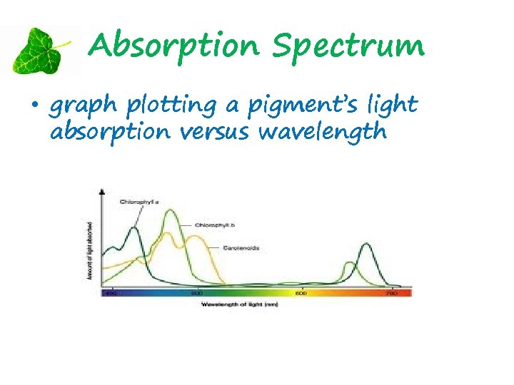 Absorption Spectrum • graph plotting a pigment’s light absorption versus wavelength 