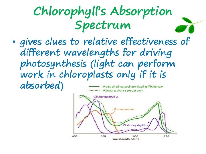Chlorophyll’s Absorption Spectrum • gives clues to relative effectiveness of different wavelengths for driving