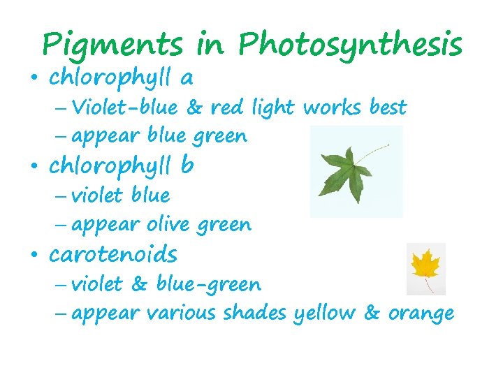 Pigments in Photosynthesis • chlorophyll a – Violet-blue & red light works best –