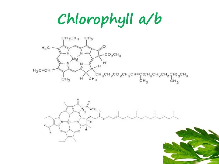 Chlorophyll a/b 