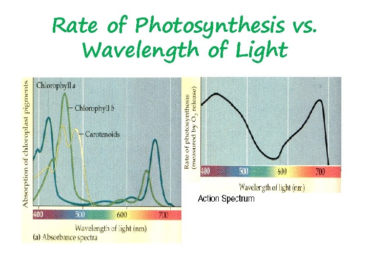 Rate of Photosynthesis vs. Wavelength of Light 