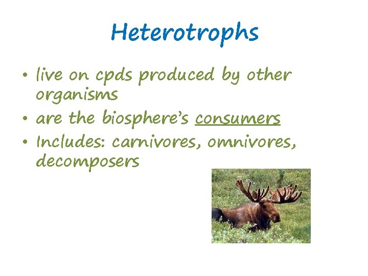 Heterotrophs • live on cpds produced by other organisms • are the biosphere’s consumers