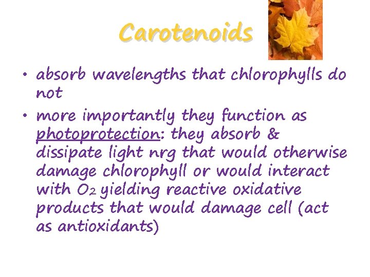 Carotenoids • absorb wavelengths that chlorophylls do not • more importantly they function as