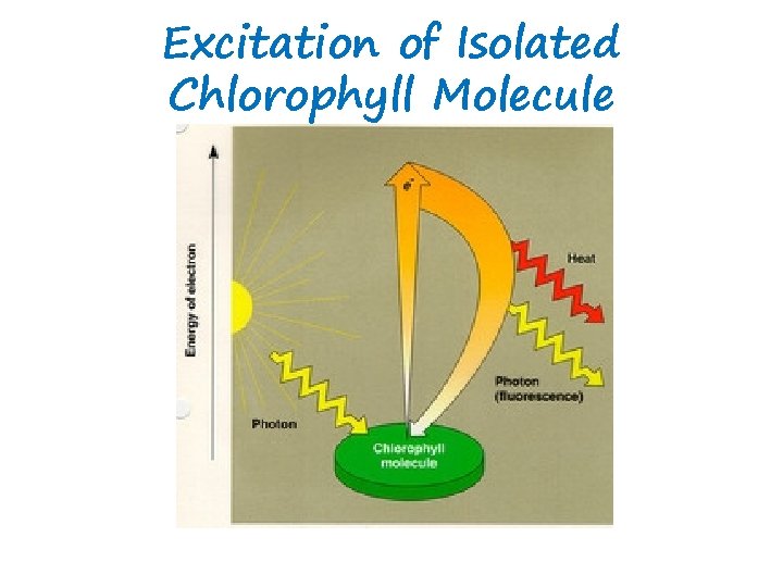 Excitation of Isolated Chlorophyll Molecule 