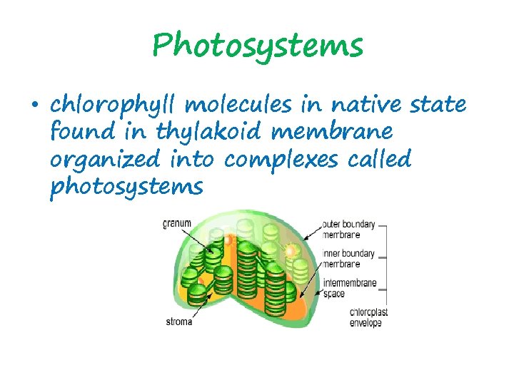 Photosystems • chlorophyll molecules in native state found in thylakoid membrane organized into complexes