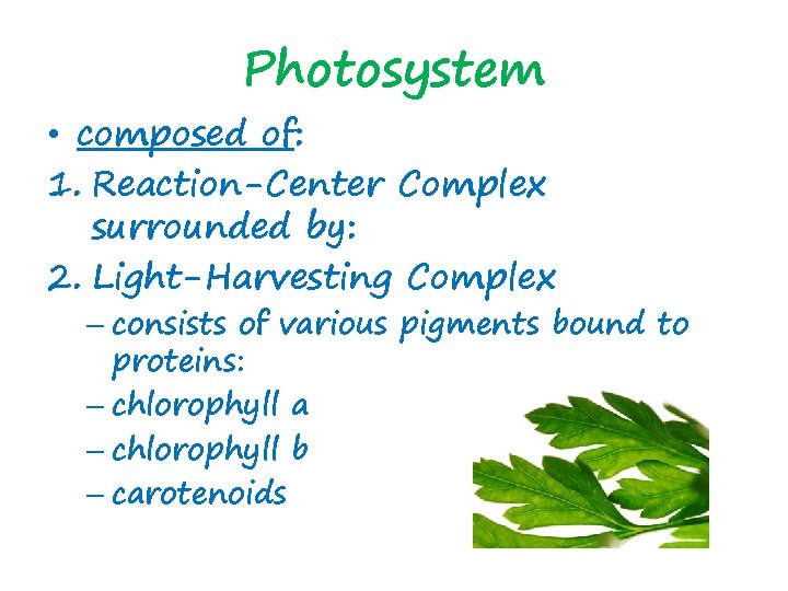 Photosystem • composed of: 1. Reaction-Center Complex surrounded by: 2. Light-Harvesting Complex – consists