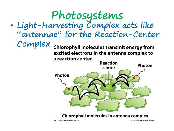 Photosystems • Light-Harvesting Complex acts like “antennae” for the Reaction-Center Complex 