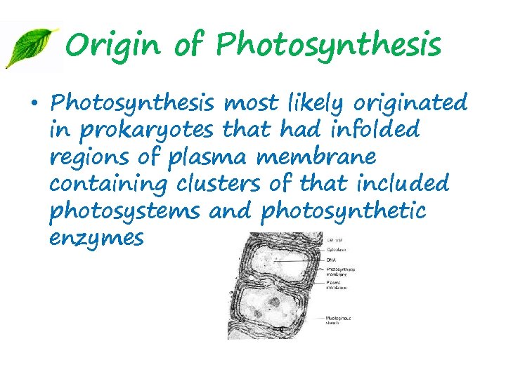 Origin of Photosynthesis • Photosynthesis most likely originated in prokaryotes that had infolded regions