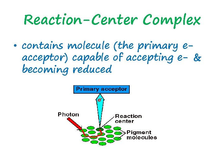 Reaction-Center Complex • contains molecule (the primary eacceptor) capable of accepting e- & becoming