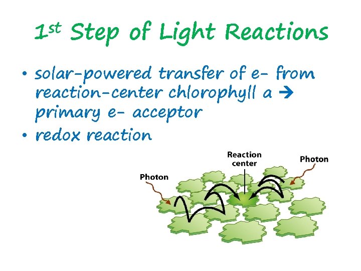 1 st Step of Light Reactions • solar-powered transfer of e- from reaction-center chlorophyll