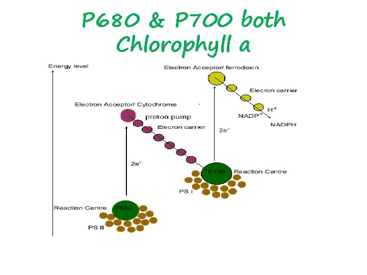 P 680 & P 700 both Chlorophyll a 