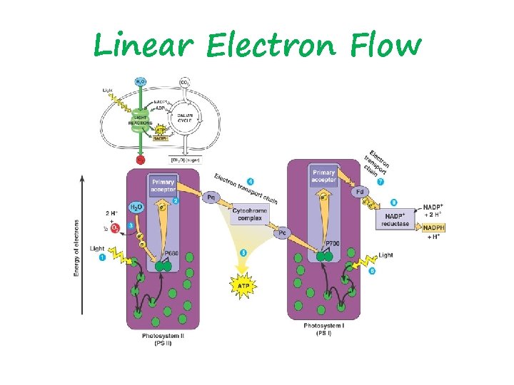 Linear Electron Flow 