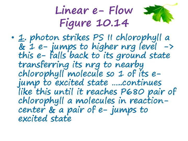Linear e- Flow Figure 10. 14 • 1. photon strikes PS II chlorophyll a